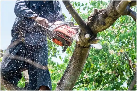 tree services Kingstree